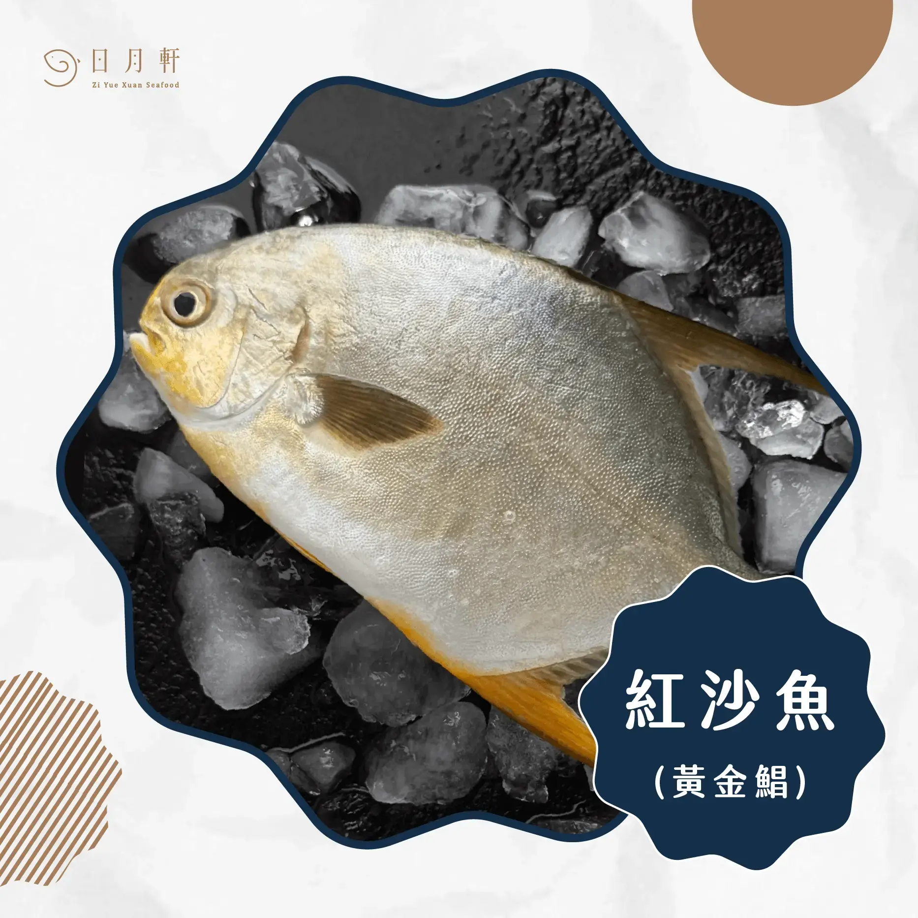 【日月軒海鮮】嚴選紅沙魚,黃金鯧