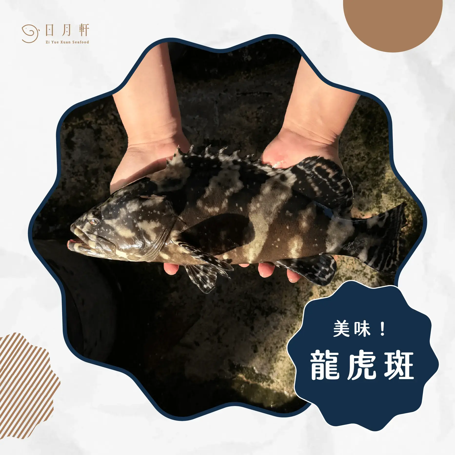 【日月軒海鮮】嚴選龍虎斑