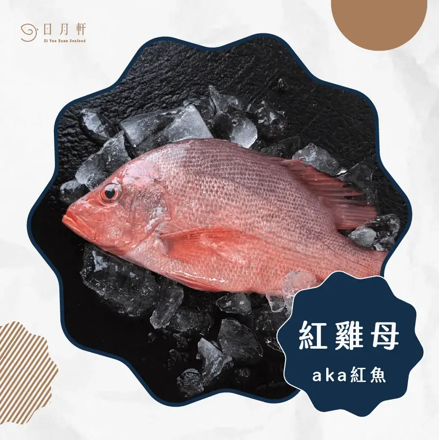 【日月軒海鮮】嚴選紅雞母