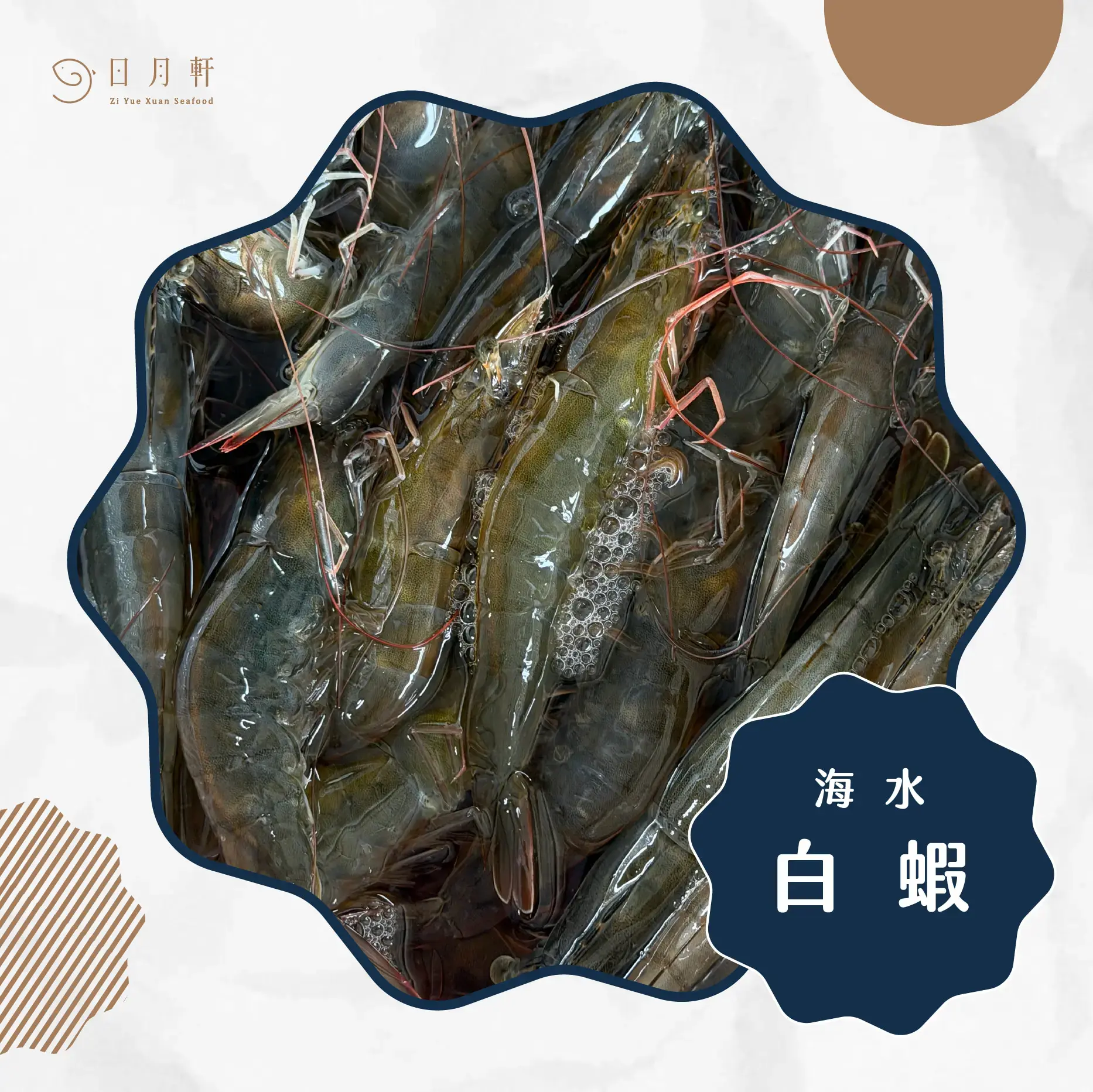 【日月軒海鮮】嚴選海水白蝦