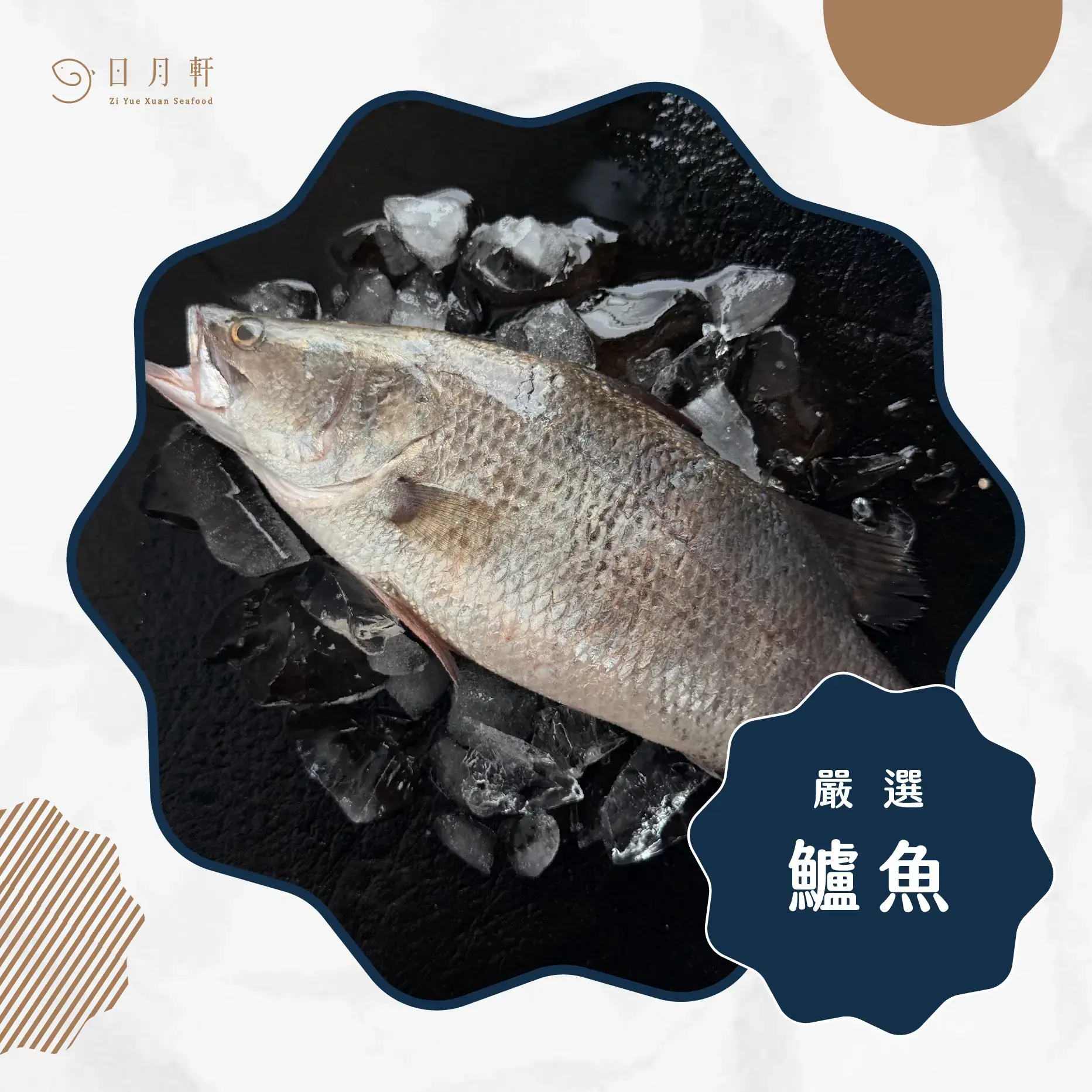 【日月軒海鮮】嚴選鱸魚